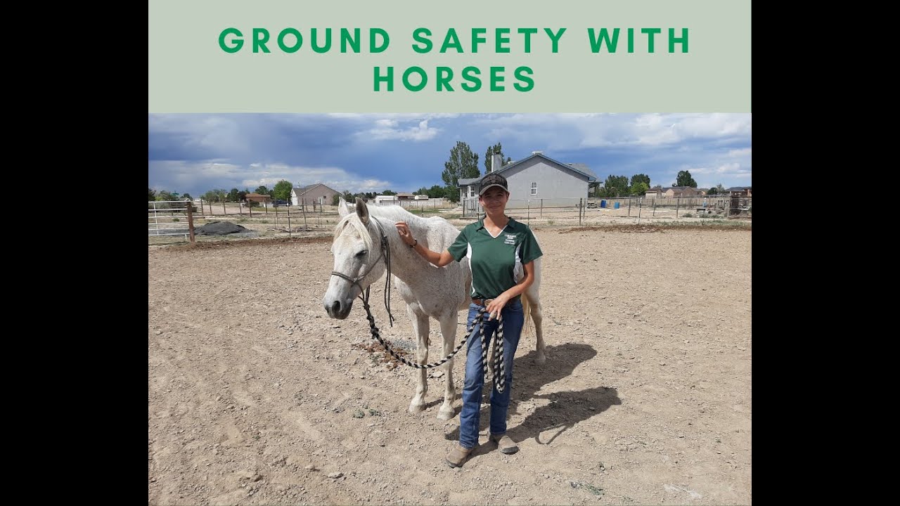 4H Ground Safety with Horses YouTube