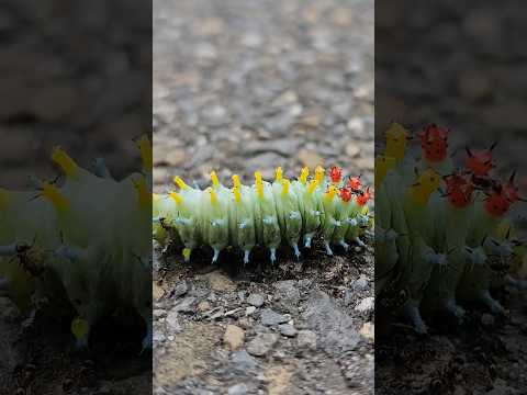 Video: Ist die Cecropia-Motte giftig?