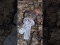 simple way to tap maple trees #bushcraft #asmr #survival #nature #woods #asmrvideo#syrup#diy #skills
