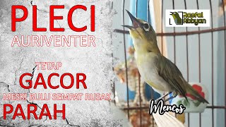 (Mencos) Pleci Auriventer Gacor Ngalas Speed Rapat Cocok Untuk Masteran (Auri , Mata puteh Bukpar)