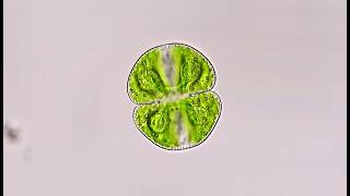Cosmarium - a Desmid Algae
