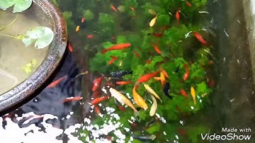 Ngắm lại 1 góc của hồ cá xi măng 2017 nuôi các loại cá bảy màu, cá trân châu, cá kiếm và cá mún