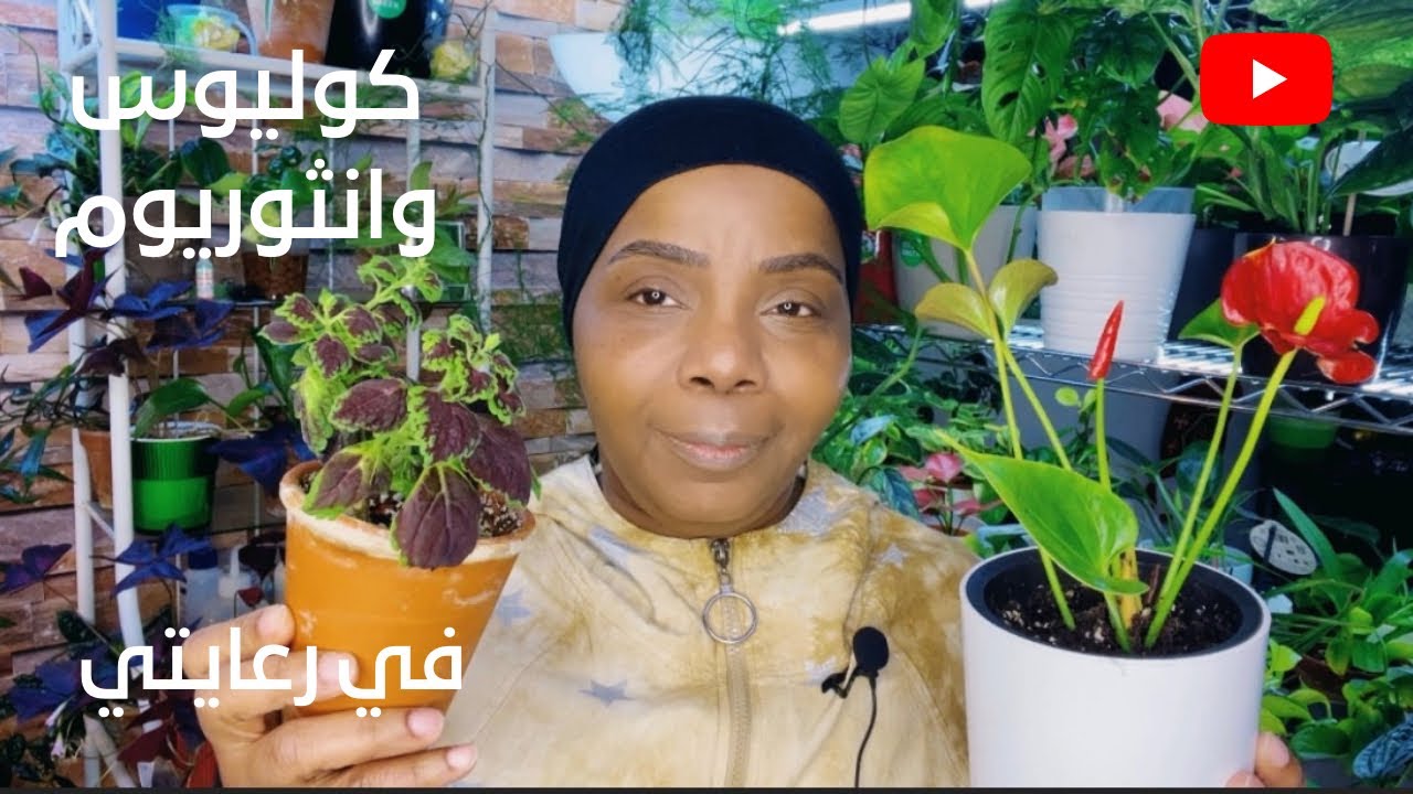 كيف الرعاية والاهتمام ونمو وتجذير نبات الانثيريم والكوليوس في بيتي ؟!