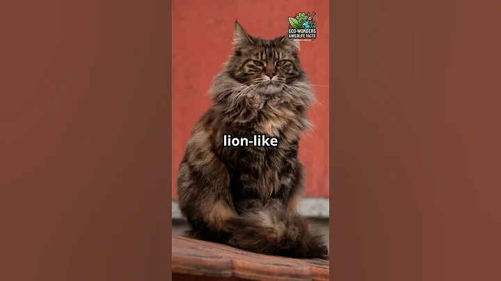 Watch the video about Meet the Majestic Maine Coon!