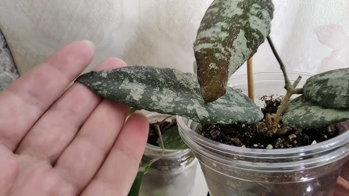 Харьков минеттік танысу