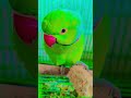 #parrot #talkingparot #birds #talkingparrot #funny #greenparrot #yotubeshorts
