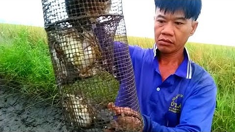 Đặt Lợp Ếch Mưu Sinh Ở Cánh Đồng Sau Nhà Chạy Quá Êm/Út Miền Tây