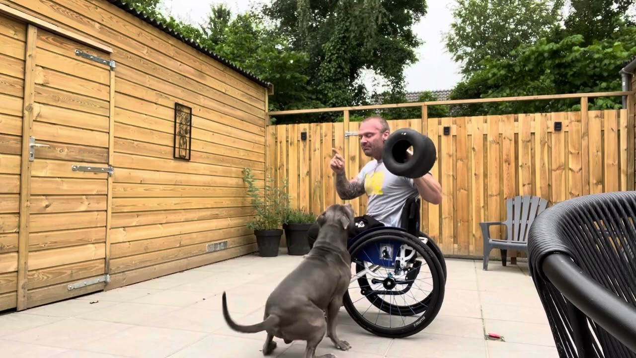 Wheelchair VS american pitbull