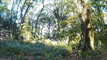 ImmersionRC Vortex FPV Low riding in the woods