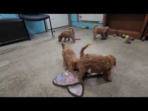 Nora & Rufus-available puppies - YouTube