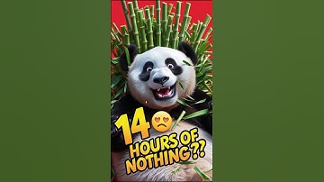 Why Are Pandas Considered the Ultimate Lazy Animals? 🐼