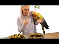 EASY Birdie Bread Recipes For ALL Parrots