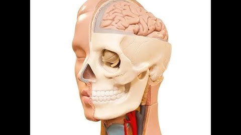 Craniotomy | Craniectomy | Trephination | Burr Hole | Electrical / Twist / Power Drill / Exploration