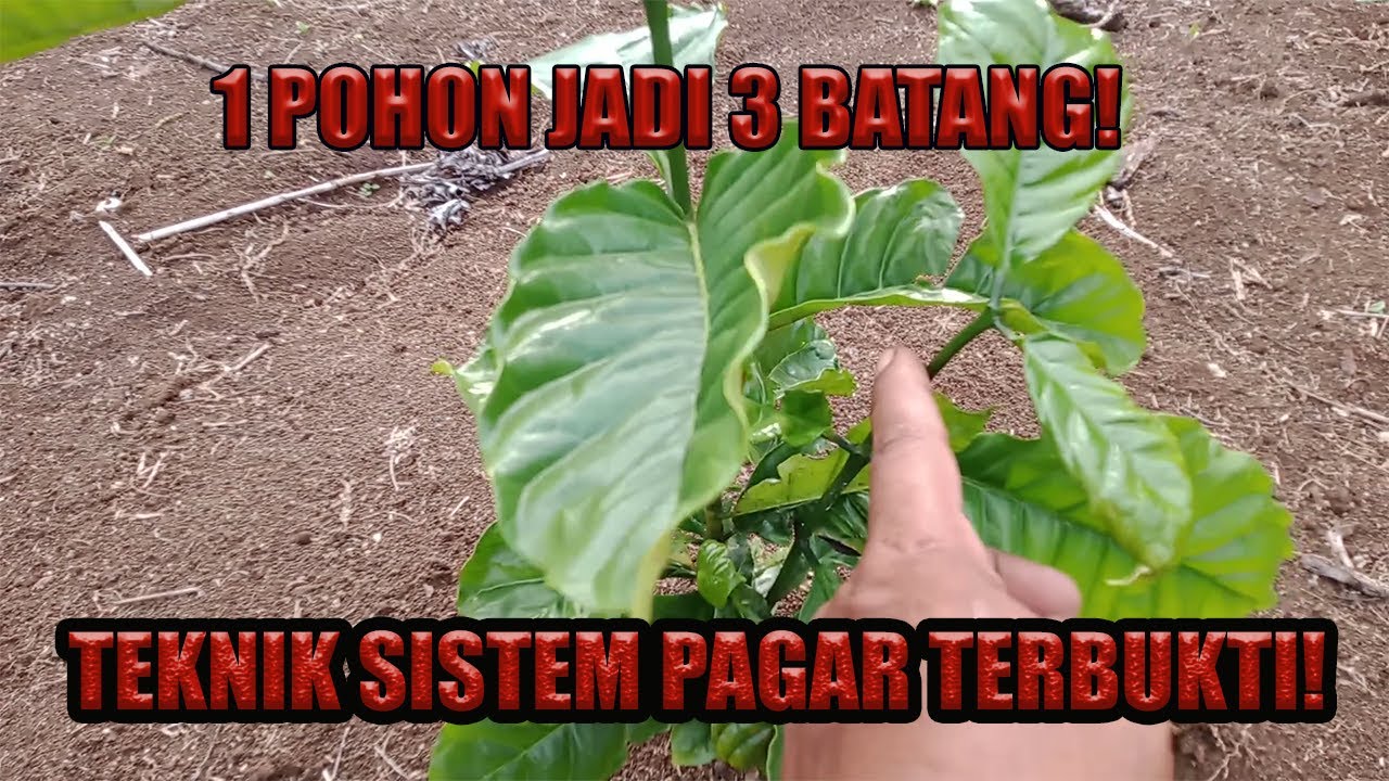 Rahasia Membentuk Kopi Sistem Pagar: 1 Pohon Jadi 3 Batang, Hasilnya Luar Biasa!