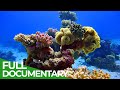 Evolution - The Creation of our Earth | Free Documentary Nature