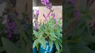 சால்வியா நிமரோசா( salvia nemorosa)