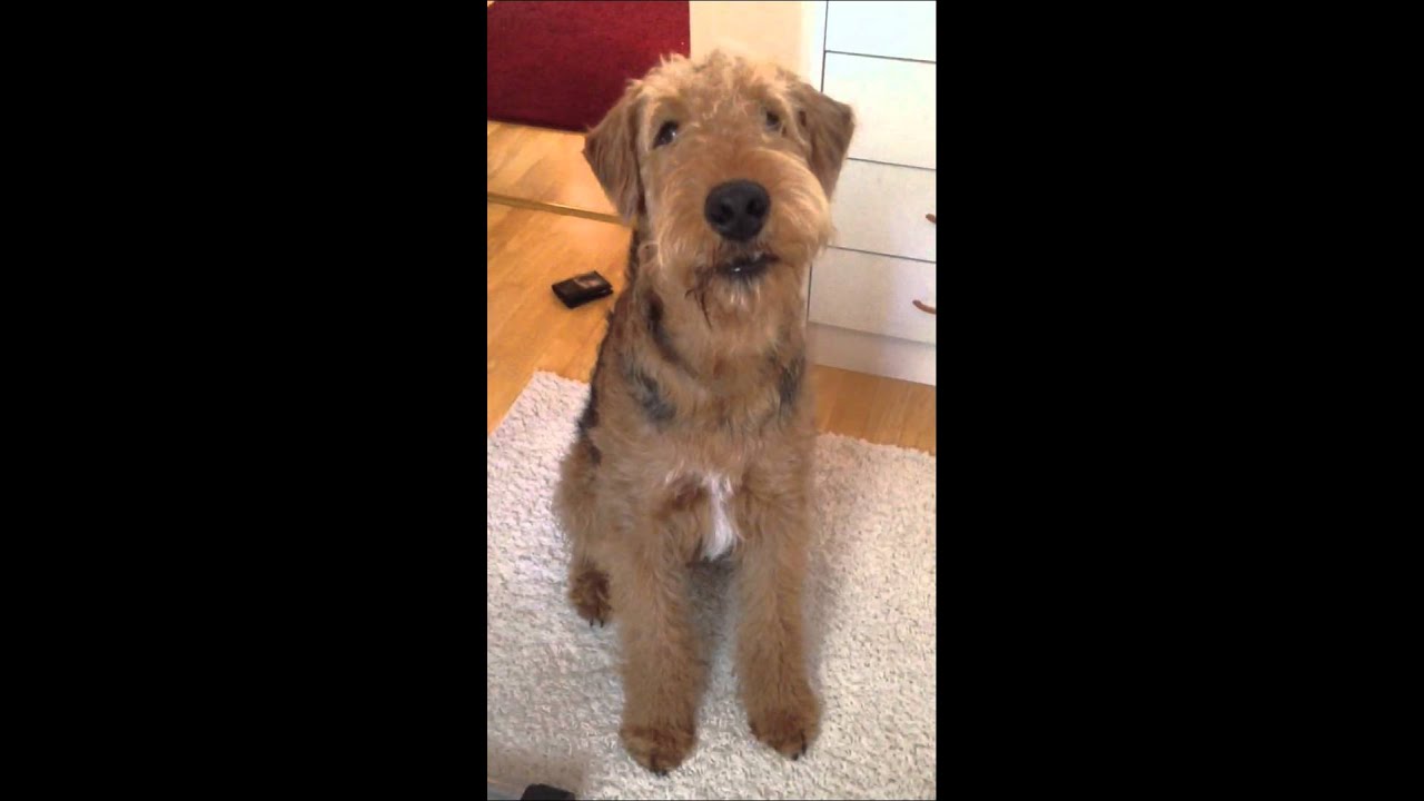 Airedale talking