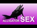 Alligator Sex 03 Music