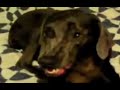 Vizsla (Hungarian Short-Haired Pointing) Dog Farts! の動画、YouTube動画。