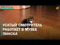 Самый ценный сотрудник: кот Барсик поселился в музее Пинска и покорил соцсети
