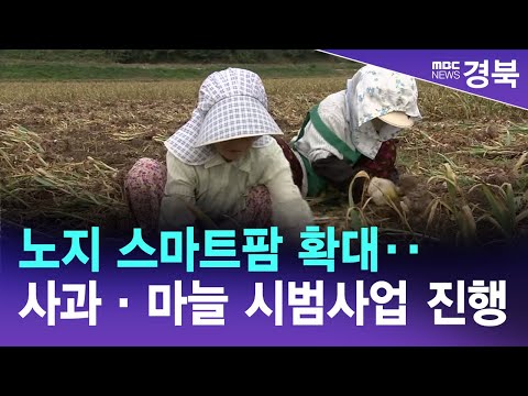 노지 스마트팜 확대‥사과·마늘 시범사업 진행 / 안동MBC