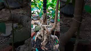 PROGRAM BONSAI BUNUT ANGKER           bonsai ytshorts program