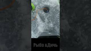Леска Трещит!!! ТАЩУ! Крупный окунь на блесну