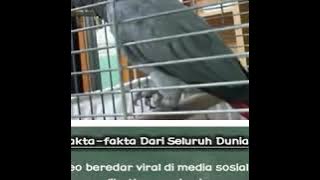 Keajaiban dunia ' burung istigfar'