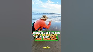 MUỐN Đi Bắt Tôm Tích Lúc Nước Lớn XEM NGAY.| Mò Cua Bắt Ốc -TV