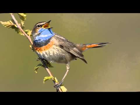 Don`t Fly Too High (Joanna Field)