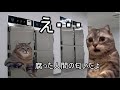 【猫ミーム】葬儀社にアルバイトとして勤めていたお話。