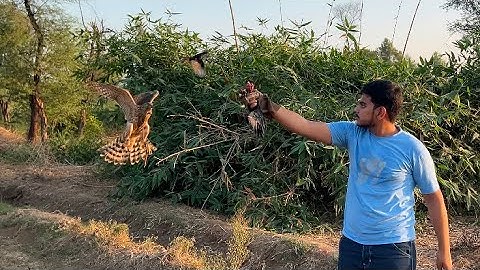 Partridge hunting in Chakwal with goshawk and sparrowhawk || thriller attacks #nature #raptors