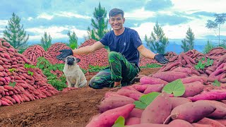 Chairman Trieu: Harvest Sweet Potatoes And Reclaim Land For Planting, Cooking For Survival.