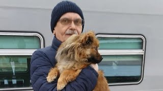 Спасённая собака Альта доехала до дома/Новая жизнь
