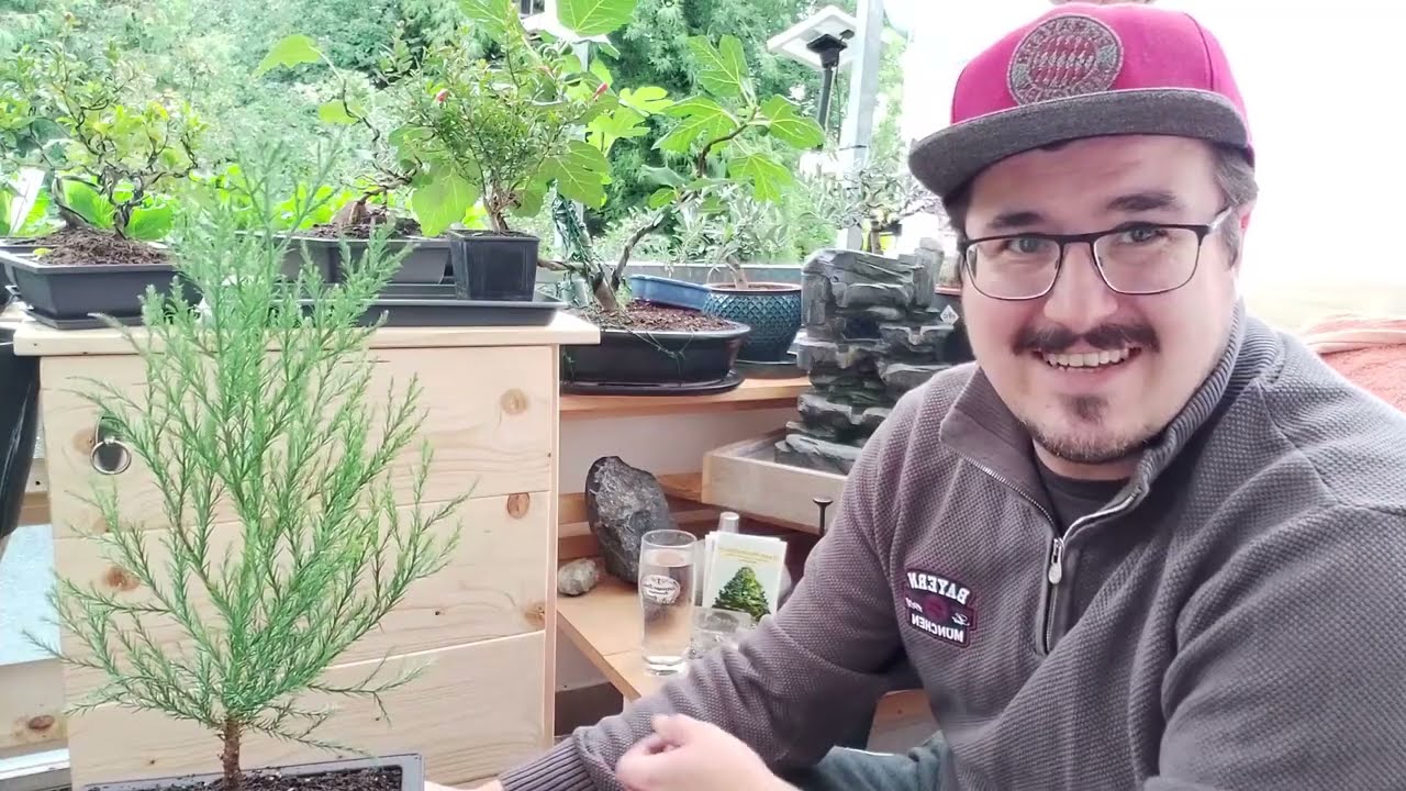 R3B Berg Mammutbaum 1 erste Manahmen auf dem Weg zum Bonsai