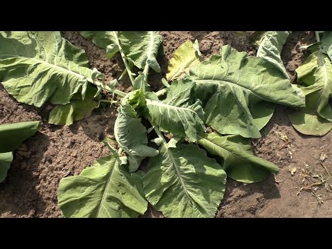 Видео: Как избавиться от капустных личинок: борьба с капустной мухой