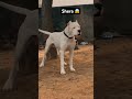 Pitbul dog lover !! Pitbul ki video !! Pitbul viral video #viral #shortsvideo @RitikDogKennel177
