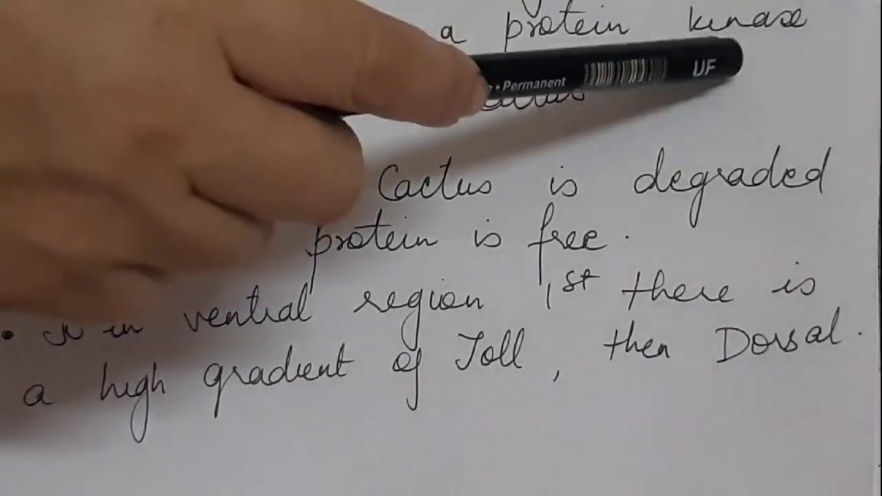 Dorsal Ventral axis formation in Drosophila - YouTube