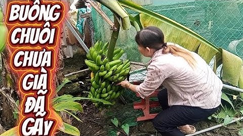 Gãy hết một buồng chuối rồi cô chú anh chị ơi #binnguyen98#