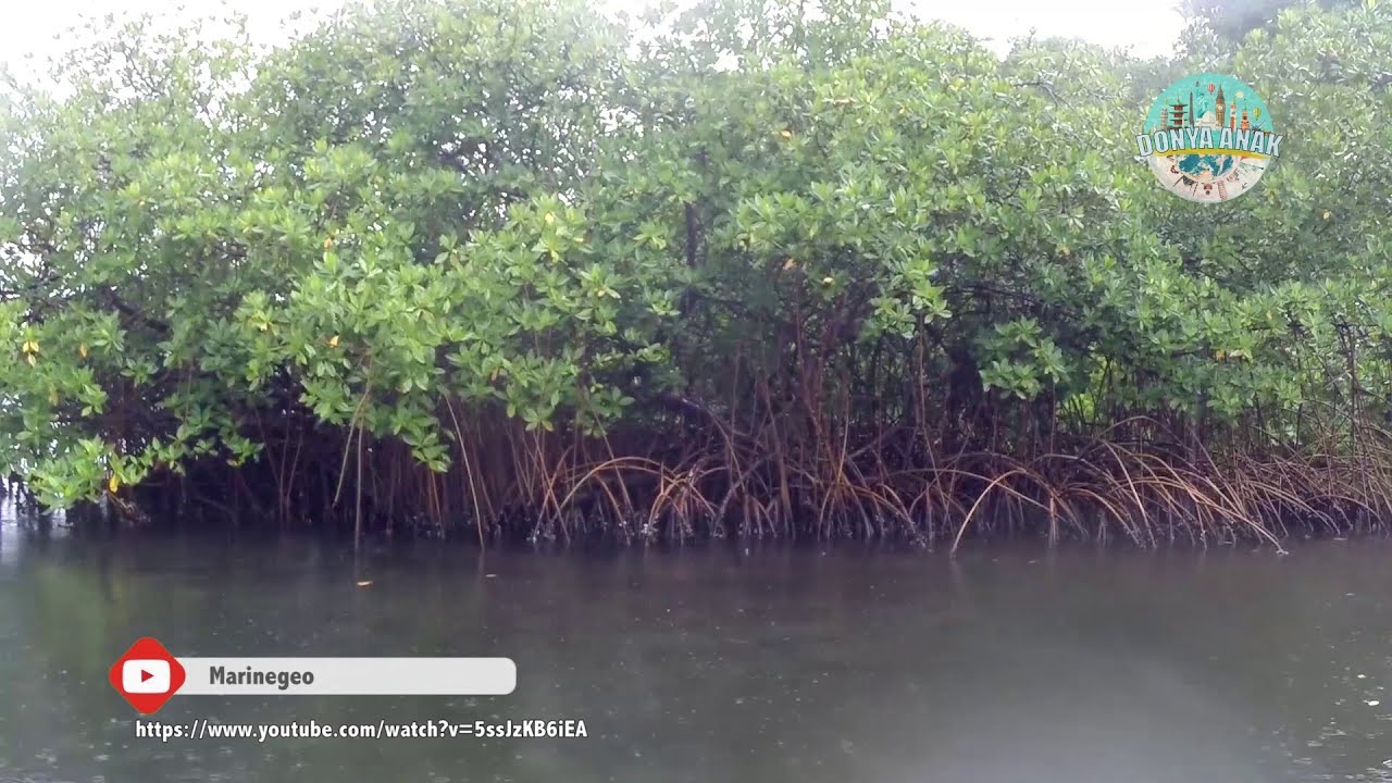 Tumbuhan Penjaga Pantai - Pentingnya Mangrove - Hutan Mangrove 