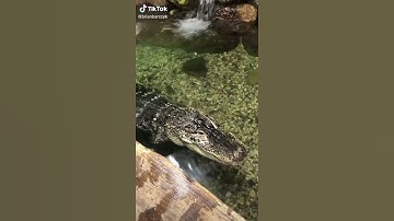 #sloth #snakea #eggs #hatching #wiod #python #discovery(4)