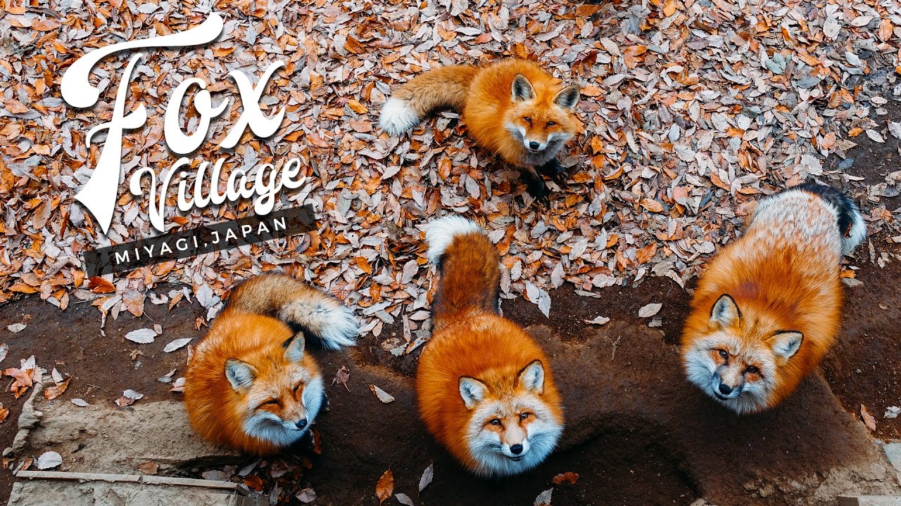 Fluffiest Place on Earth: Miyagi Zao Fox Village (Travel Guide)