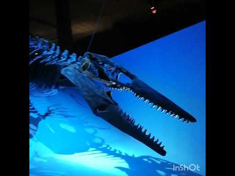 جوله من داخل متحف العلوم قسم الحفريات وشاهد الحفريات البحريه Houston Museum of Natural Science