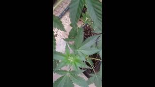 UK GUERRILLA GROWING      APRIL 24 TH