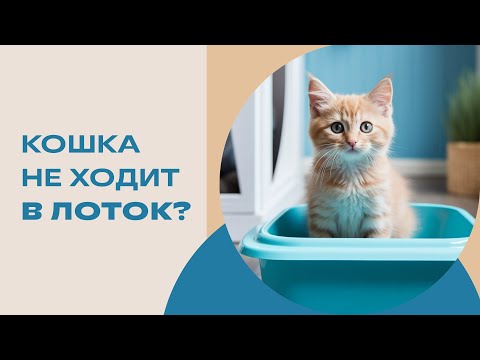 Почему кошка не хочет ходить в лоток? Кошка не ходит в лоток, решаем проблему