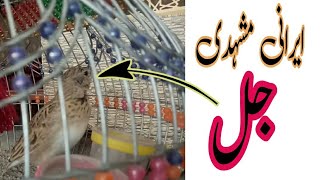 Irani Mashadi Jal Bird Singing