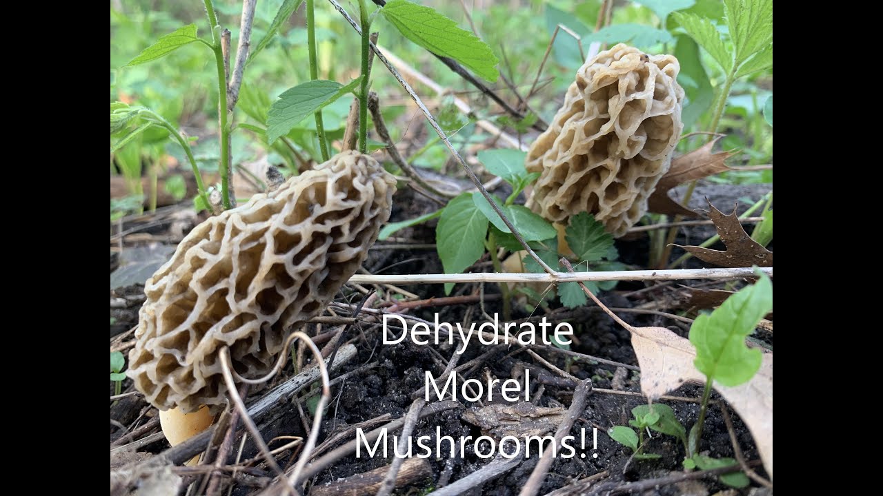 Dehydrating Morel Mushrooms (30+ on ONE TREE!!) YouTube