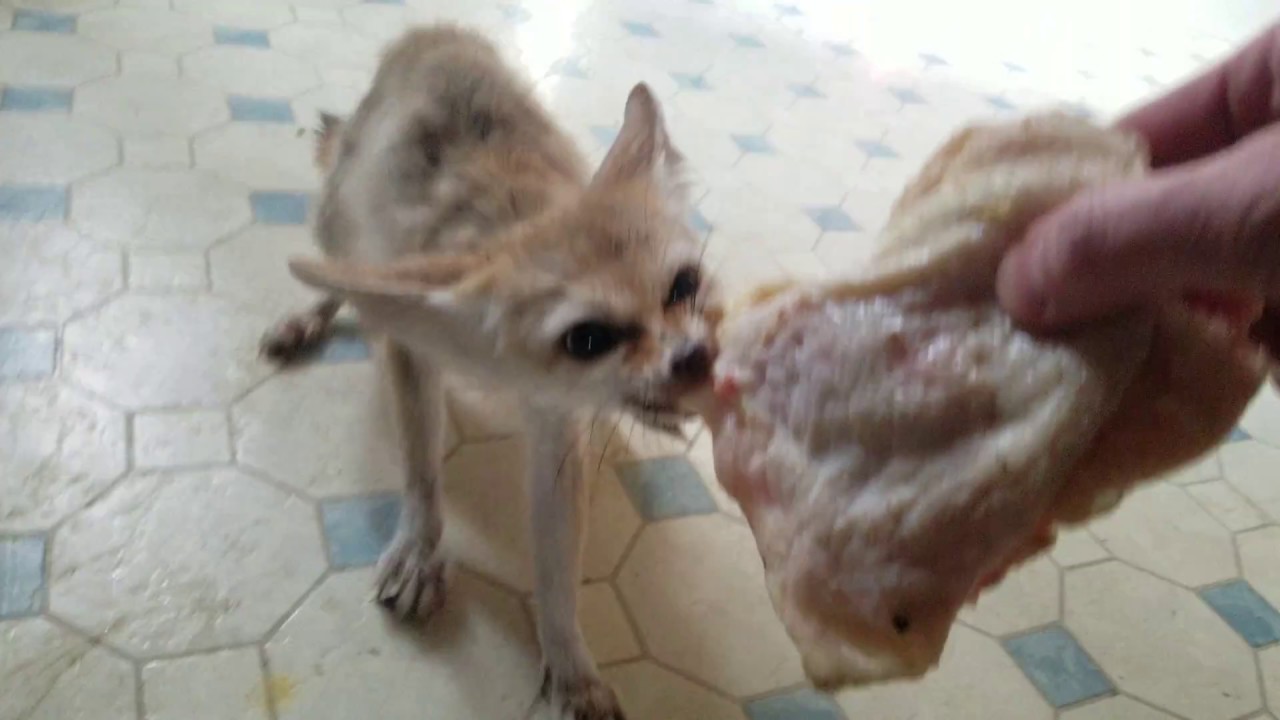 pets and animals for sale Fennec Fox Steals Chicken From Me!