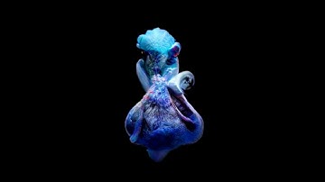 Alien Life - Experimental Looping Animation using a GAN