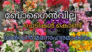 Decorate your garden with HYBRID BOUGAINVILLEA PLANTS